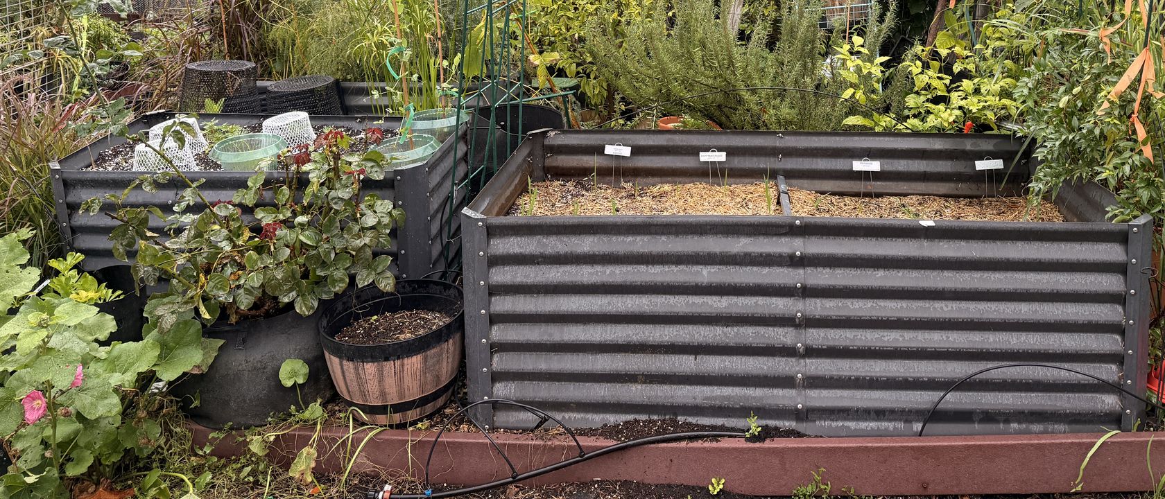 Two dark corrugated metal raised beds in a community garden plot. The nearer bed is mulched with straw and marked with four row labels, with a black drip line looped along the ground in front of it.