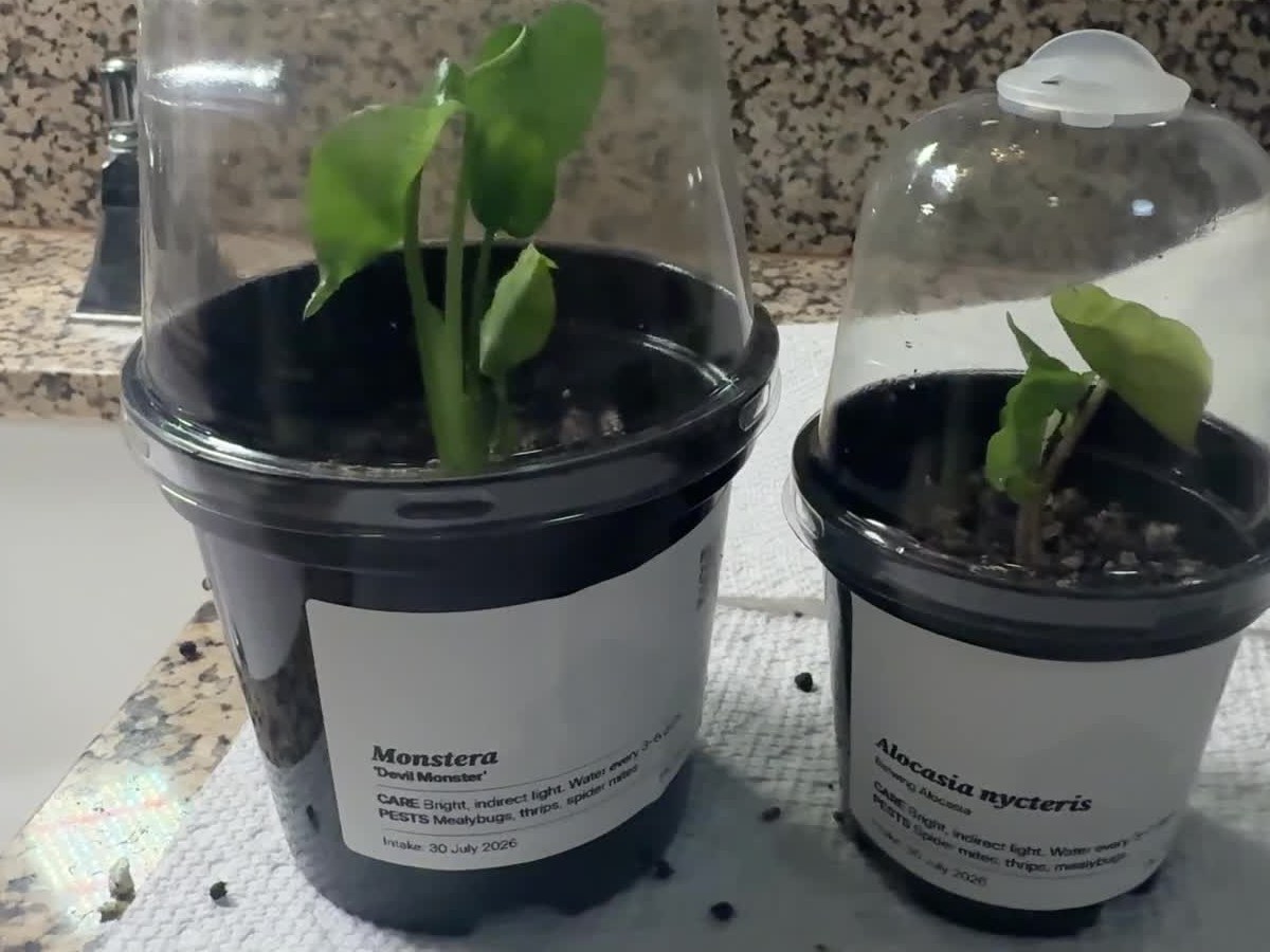 Two young tissue-culture plants freshly potted under clear humidity domes, printed care labels facing the camera