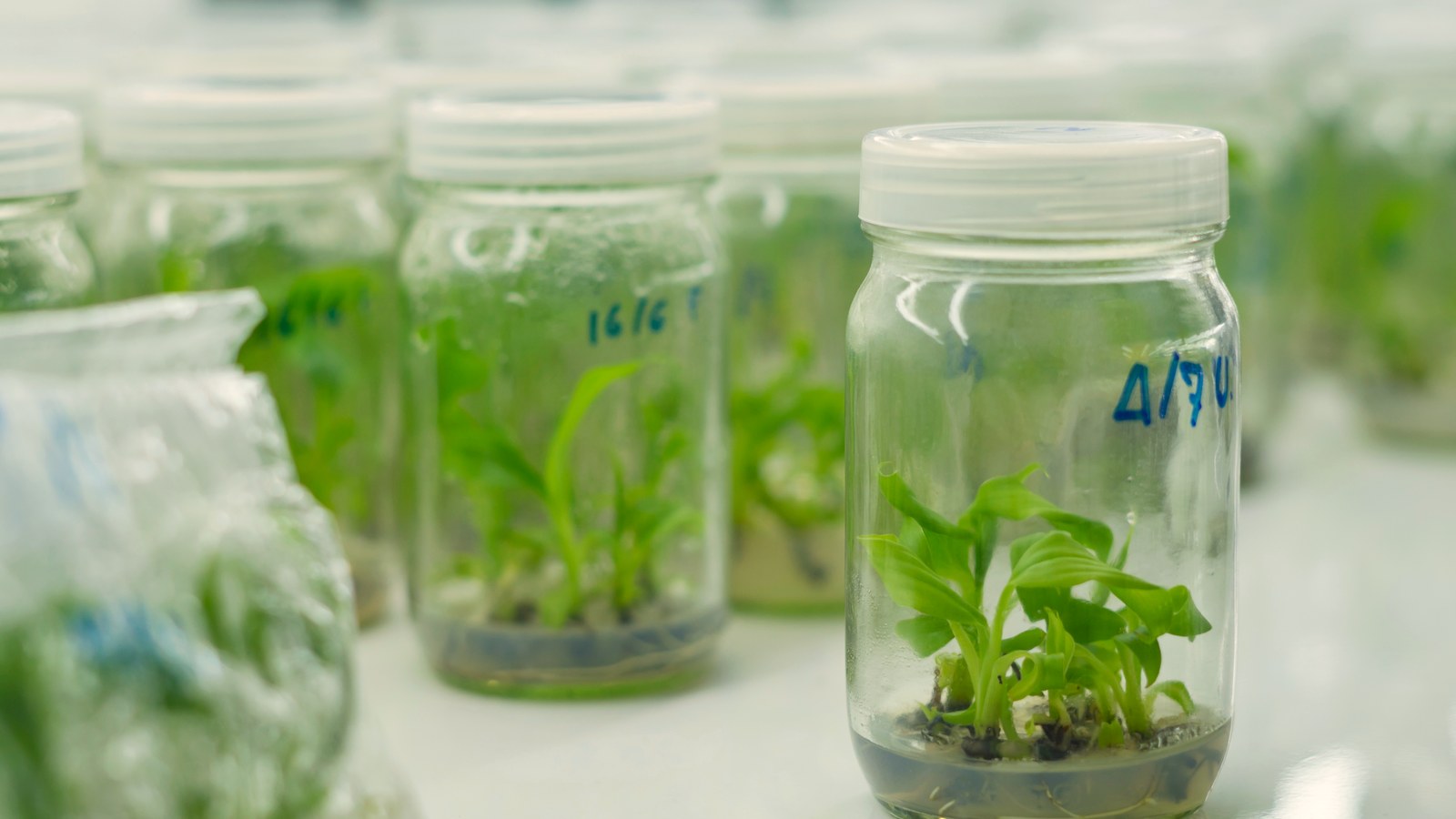 Rows of tissue-culture plantlets growing in sterile glass culture jars in a laboratory
