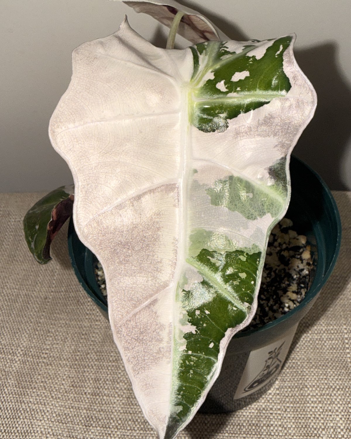 A variegated Alocasia leaf that has emerged almost entirely pale white, with only a few green sectors clinging to the midrib
