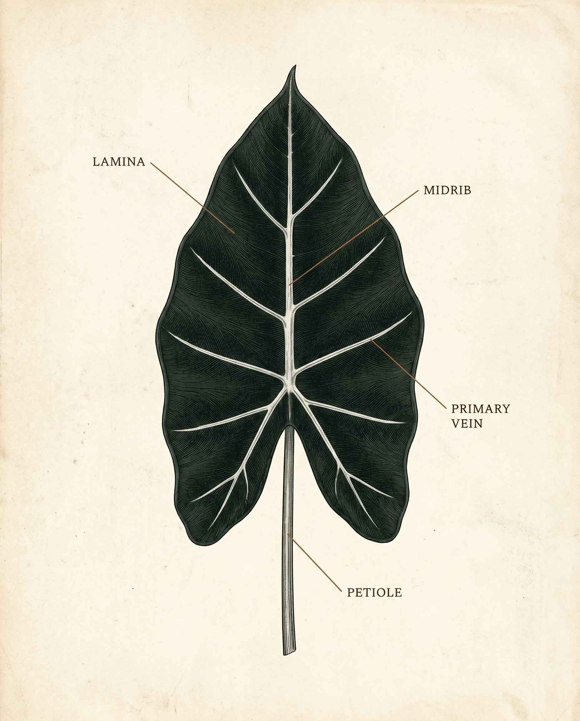 Botanical plate of an Alocasia Frydek leaf: a deep matte near-black sagittate blade with bright silver-white veins, labeled lamina, midrib, primary vein, and petiole