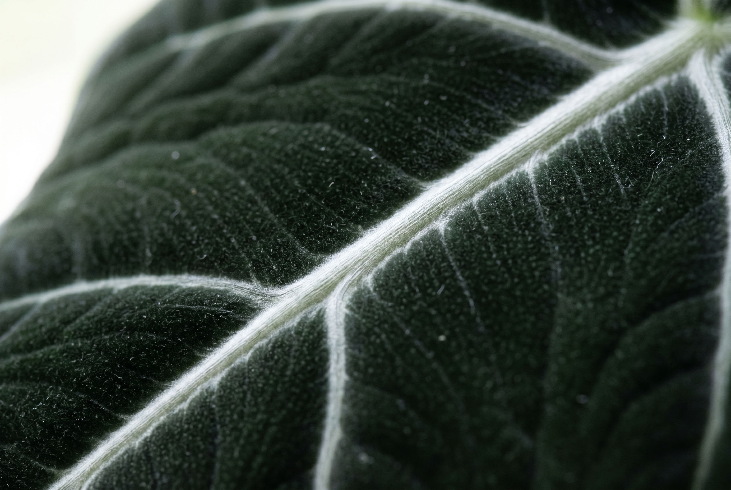 Macro photograph of an Alocasia Frydek leaf surface showing the matte velvet texture and a bright silver-white vein in soft window light