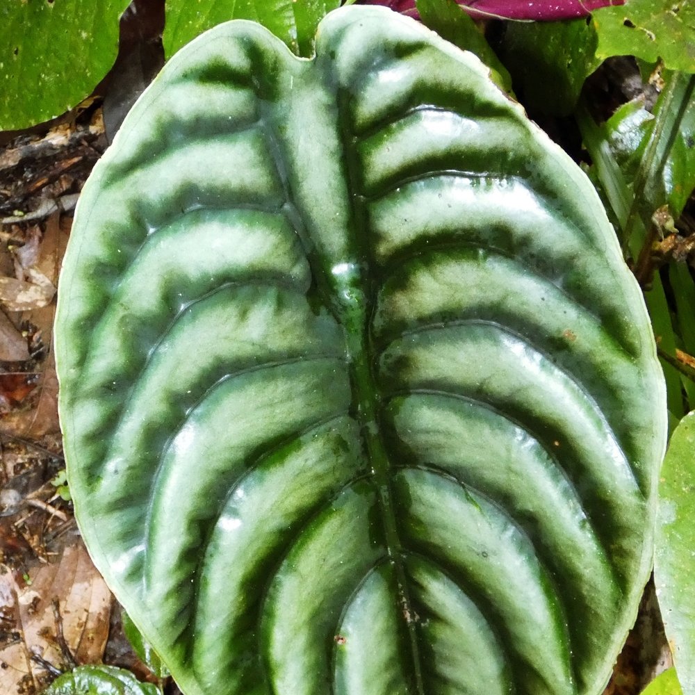 Wild Alocasia cuprea leaf in Borneo with deeply ridged surface and a metallic sheen
