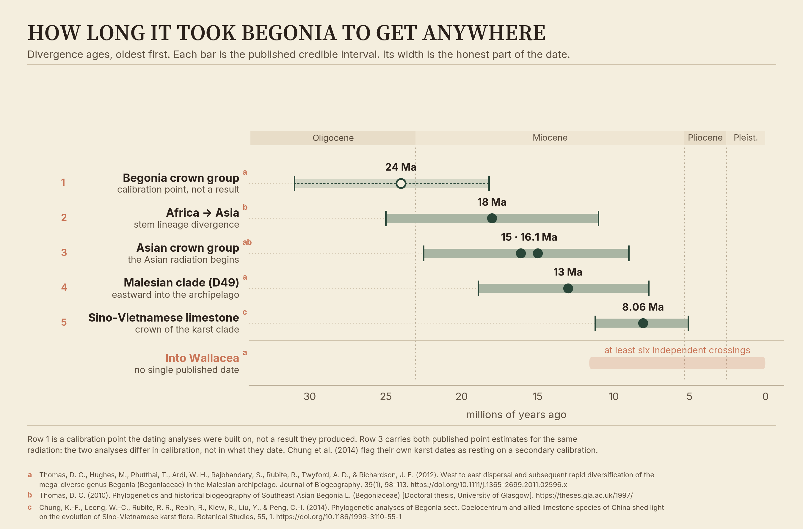 Horizontal interval chart on a geological time axis running from 30 million years ago to the present, showing five divergence ages for Begonia in order from oldest to youngest, each with its published interval: the Begonia crown group at 24 million years, marked as a calibration point the dating analyses were built on rather than a result they produced; the Africa-to-Asia stem lineage divergence at 18 million; the Asian crown group carrying two published point estimates, 15 and 16.1 million, from analyses that differ in calibration rather than in what they date; the Malesian clade at 13 million; and the Sino-Vietnamese limestone karst clade at 8.06 million. A separate band below the five marks at least six independent crossings into Wallacea, spanning the late Miocene to the Pleistocene, for which no single date is published. A ribbon across the top marks the Oligocene, Miocene, Pliocene and Pleistocene epochs.