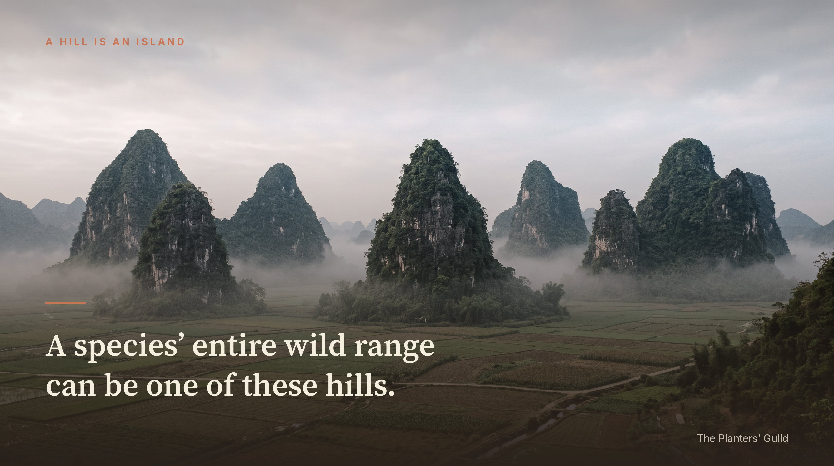A wide landscape view of steep limestone karst towers rising abruptly out of a flat cultivated plain under soft overcast light. Seven or eight separate forested hills stand apart from one another, with low mist pooling in the gaps at their bases and a grid of small green and tan fields running level between them. Overlaid text reads: A species&rsquo; entire wild range can be one of these hills.