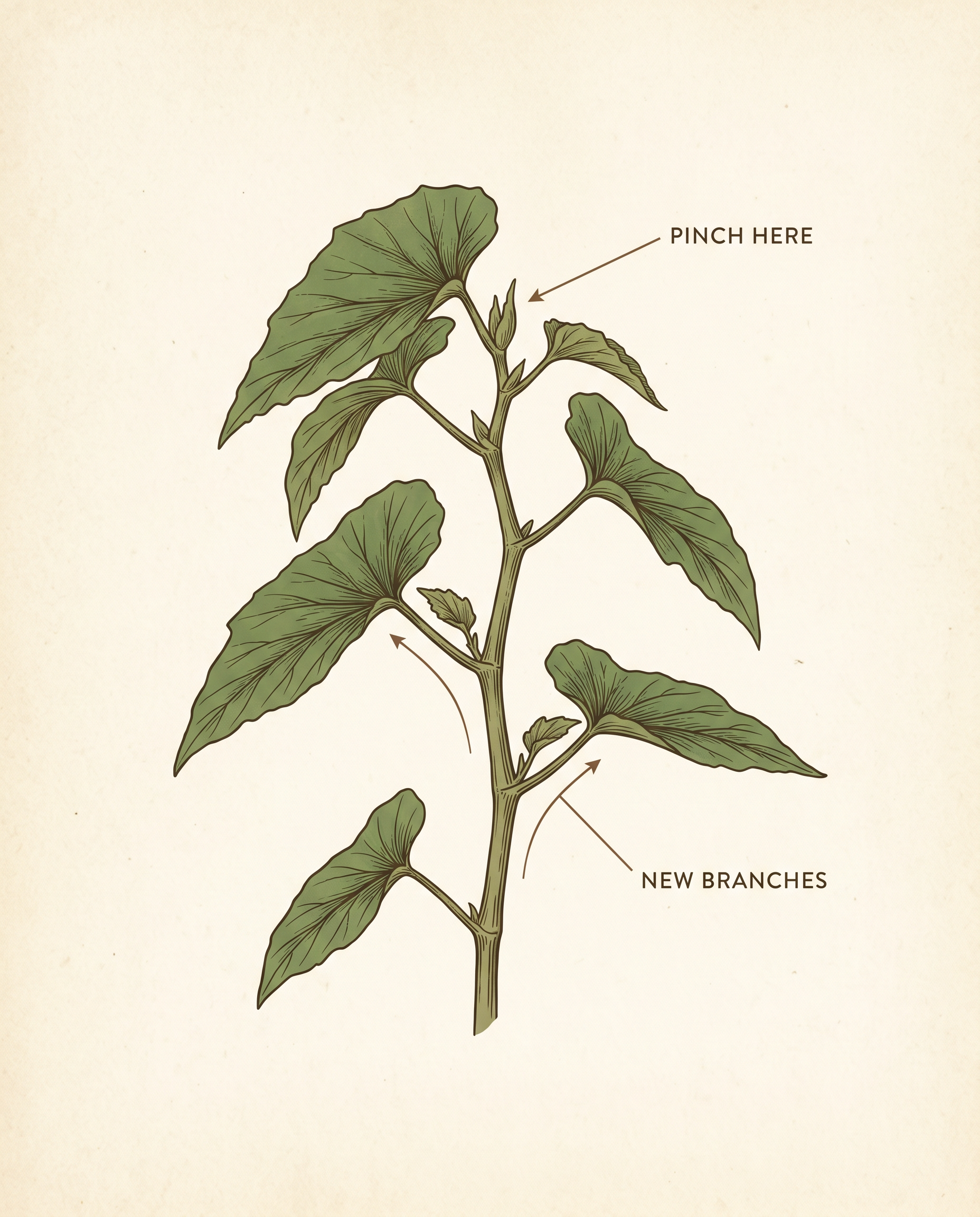 Illustration of a cane-type begonia stem with a label reading pinch here at the growing tip and arrows showing new branches emerging from lower nodes