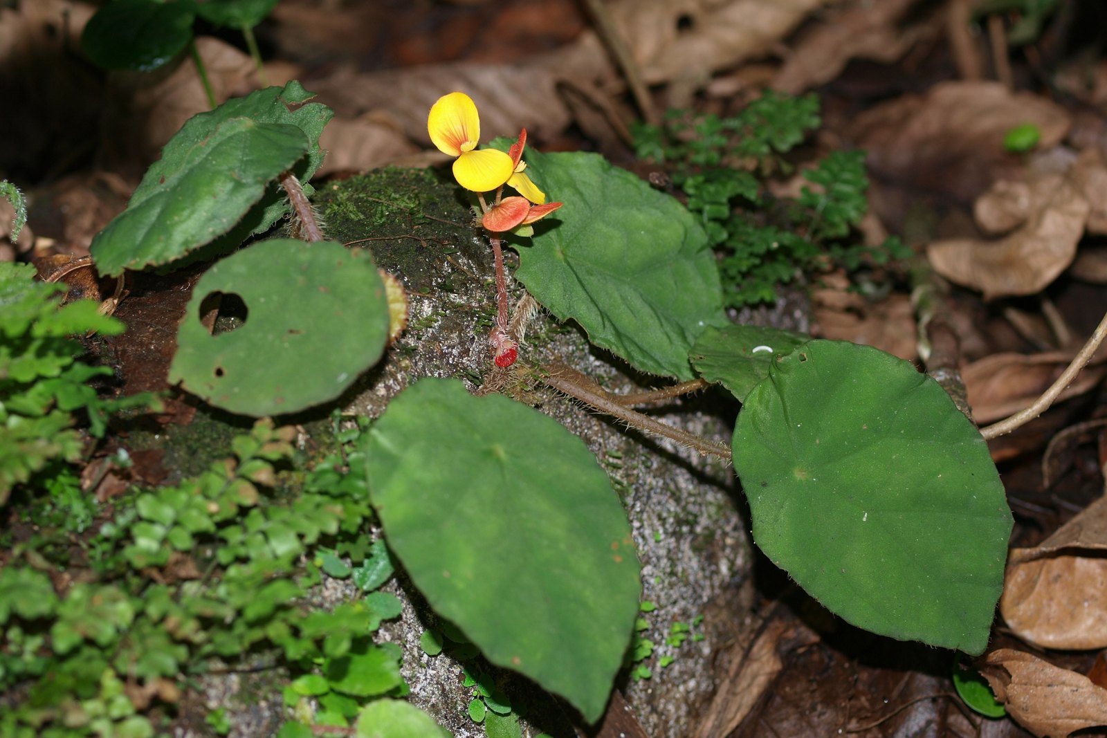 A wild begonia with broad, rounded green leaves and a single small yellow flower, growing over a moss-covered rock among brown leaf litter and low ferns on a shaded forest floor