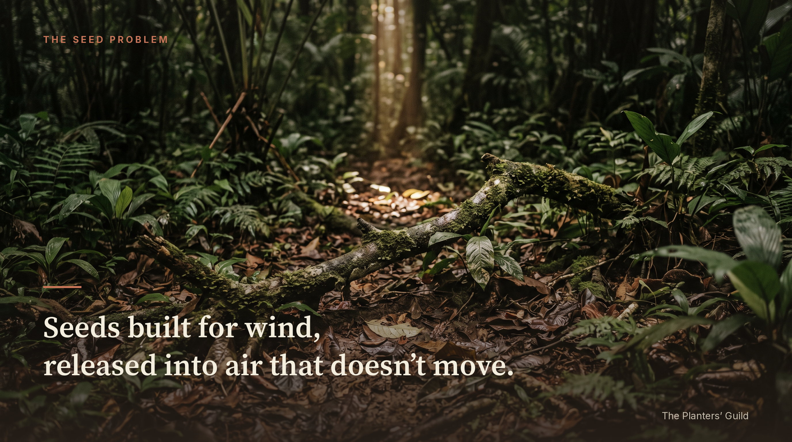 The dim ground layer of a lowland tropical rainforest: deep brown leaf litter, a moss-covered fallen branch lying across the foreground, low broad-leaved undergrowth standing in heavy shade, and a single narrow shaft of daylight reaching the floor through a gap in the canopy far above. Overlaid text reads: Seeds built for wind, released into air that doesn&rsquo;t move.
