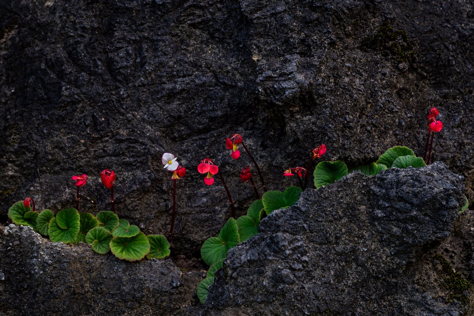 Rosettes of rounded green begonia leaves rooted in cracks of dark gray, rough limestone, with slender stems carrying red flowers and one white flower